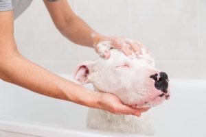 relaxed dog bathing