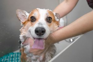 corgi loving his dog bathing spa day