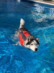 dog daycare guest enjoying the pool at the west location