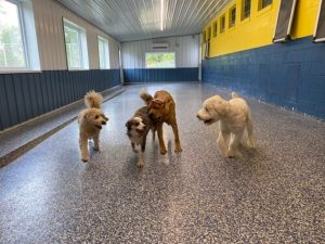 a group of friends at dog daycare