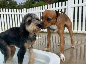 buddies at west location doggie daycare