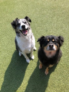 dog boarding guests enjoying outside time