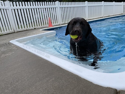 A large black dog plays with a ball in a pool at a pet boarding facility. 