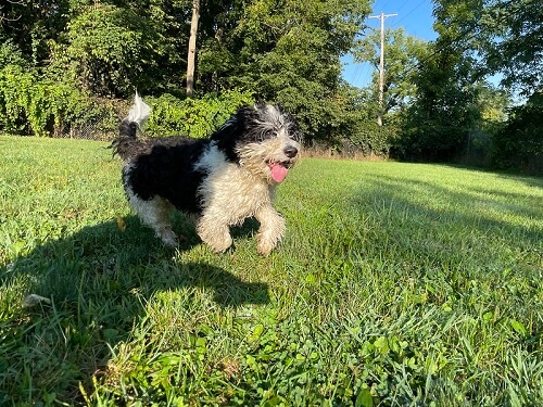 A small black and white dog frolics through the grass at a pet boarding facility.