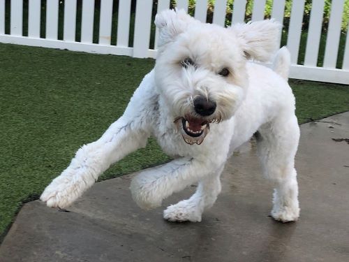 Small energetic white dog is having fun playing at a puppy boarding facility. 