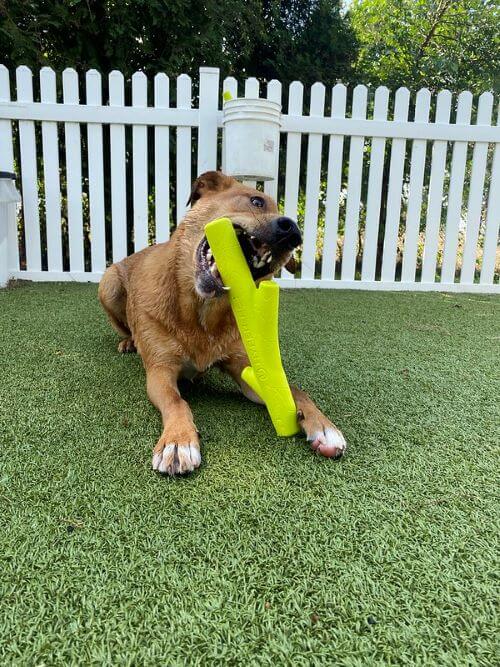 A puppy chews on a yellow toy at a puppy daycare.