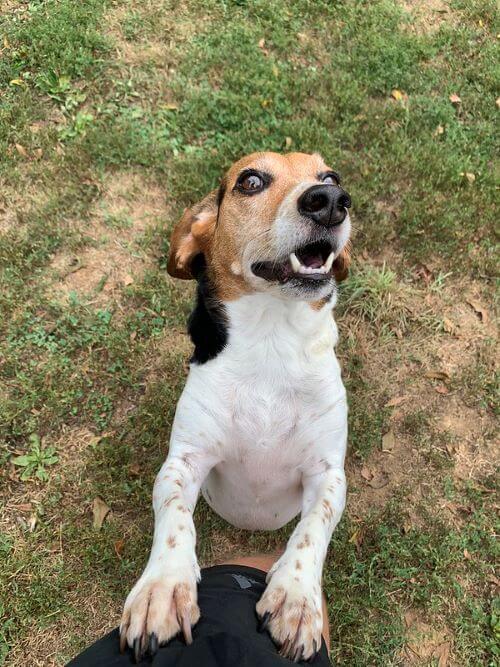 A small beagle smiles at the camera at puppy daycare.