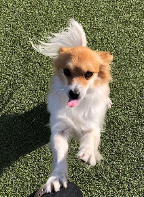 A small furry dog jumps on a trainer's legs at a puppy daycare.