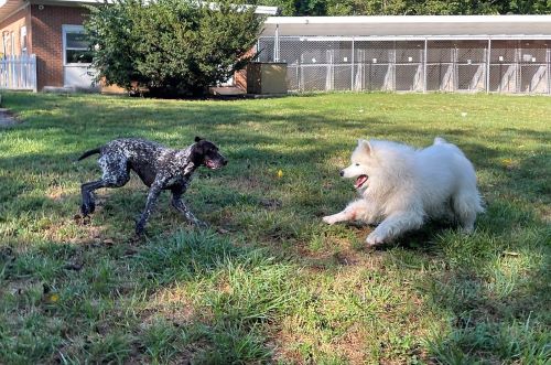 Two young dogs socialize at a puppy boarding facility. 