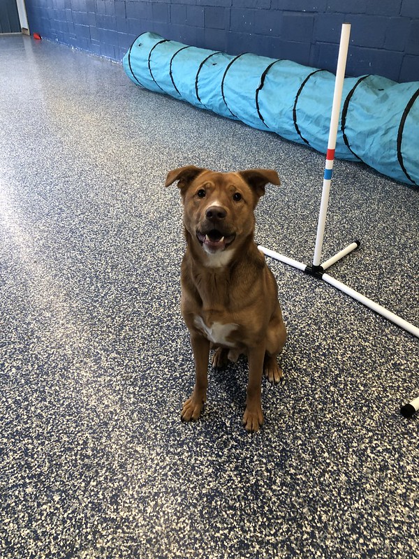 Mechanicsburg Dog Training Greenlin Pet Resorts