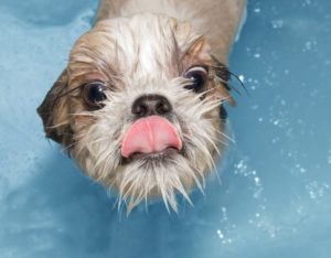 dog having a bath at greenlin hershey