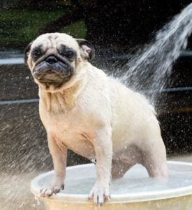 pug getting a bath at greenlin hershey