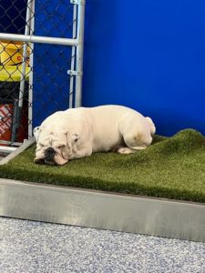 sleepy bulldog boarded at greenlin hershey