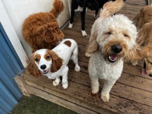 happy dogs boarding at greenlin hershey