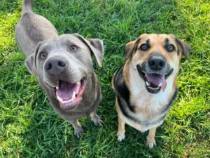 buddies at greenlin hershey dog daycare