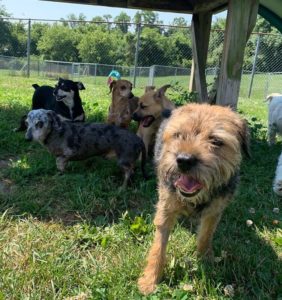 guests relaxing at greenlin hershey dog daycare