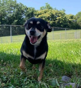 happy pup at greenlin hershey dog daycare