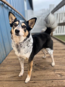 pet boarding guest at greenlin hershey