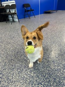 puppy playing at the greenlin hershey puppy academy