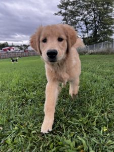 playing outside at the greenlin hershey puppy academy