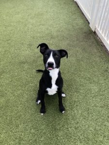 puppy learning how to sit at the greenlin hershey location puppy academy