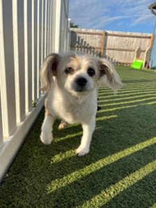 greenlin hershey puppy boarding guest exploring outside