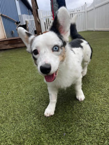 happy guest of greenlin hershey puppy boarding