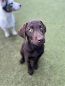 greenlin hershey puppy boarding guest sitting outside