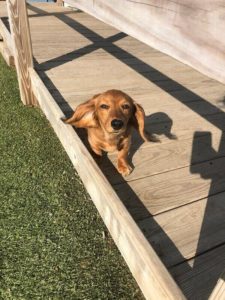 a hershey puppy daycare guest relaxing outside