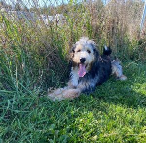 hershey puppy daycare guest enjoying the outdoors