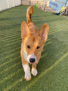 playtime at greenlin hershey puppy daycare