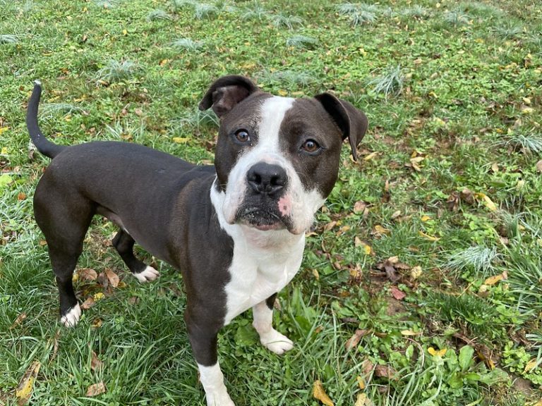 Reasons Why Dog Might Be Kicked Out of Daycare Greenlin Pet Resorts