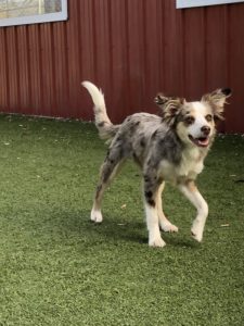 puppy playing outside at the greenlin west location