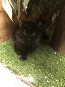 kitty boarding relaxing at greenlin camp hill location