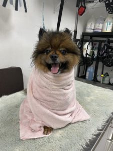 cute dog having a spa day at greenlin camp hill