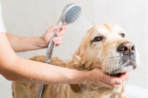 dog getting a bath at greenlin camp hill