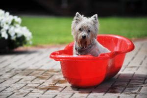 dog bathing guest at greenlin camp hill