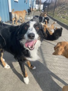 greenlin camp hill dog boarding guest in group play time