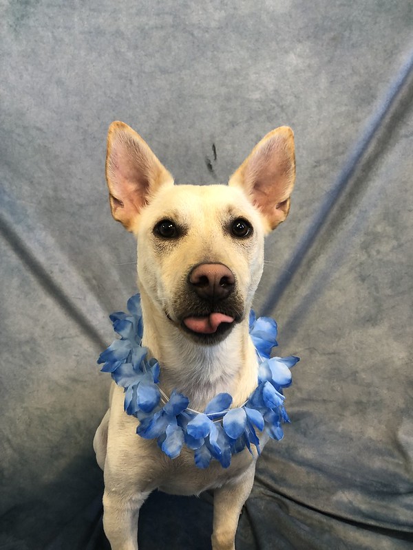 Camp Hill Dog Daycare Greenlin Pet Resorts