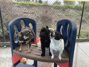 group play at greenlin camp hill dog daycare