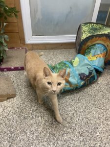 cat guest at greenlin camp hill pet boarding