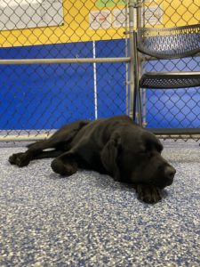 tired guest at greenlin camp hill puppy boarding