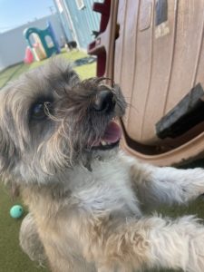 playing outside at greenlin camp hill puppy daycare