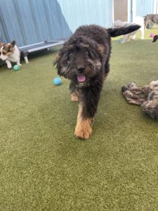 outside play at greenlin camp hill puppy daycare