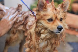 greenlin east staff bathing a dog