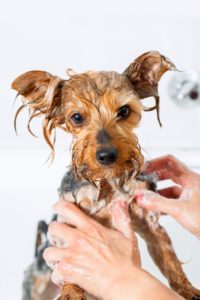 dog getting a bath at greenlin east