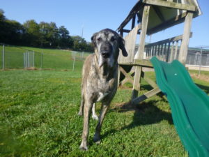 greenlin east dog boarding guest enjoying outdoor time