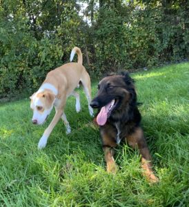 buddies at greenlin east dog boarding