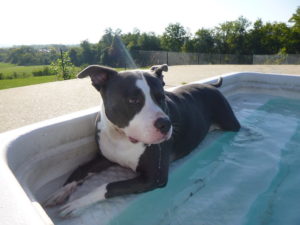 greenlin east dog boarding guest enjoying the pool