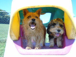 friends playing together at greenlin east pet boarding